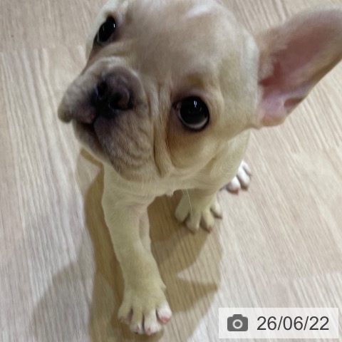 フレンチ・ブルドッグの写真