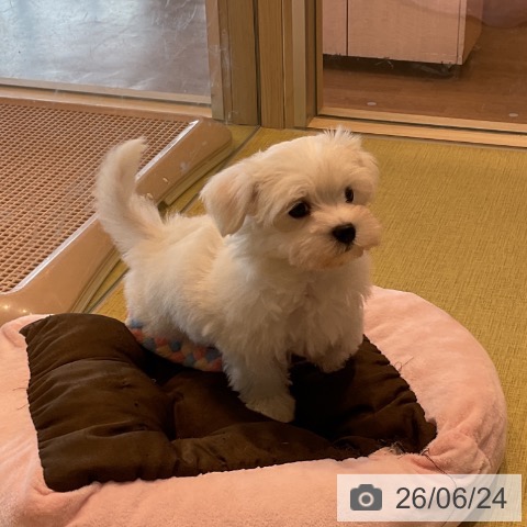 福島県のマルチーズ (ペットプラス イオンタウン郡山店/2026年4月23日生まれ/男の子/ホワイト)の子犬の3枚目の画像