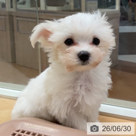 埼玉県のマルチーズ (ペットプラス 浦和美園店/2026年4月23日生まれ/男の子/ホワイト)の子犬の4枚目の画像