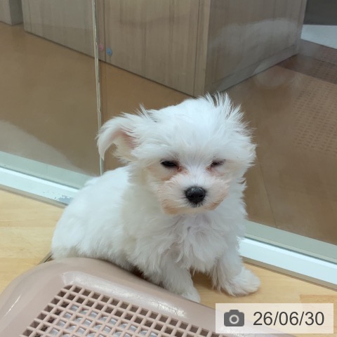 埼玉県のマルチーズ (ペットプラス 浦和美園店/2026年4月23日生まれ/男の子/ホワイト)の子犬の3枚目の画像