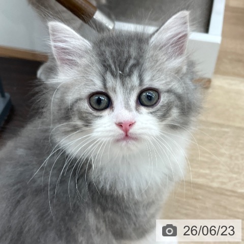 スコティッシュフォールドの写真