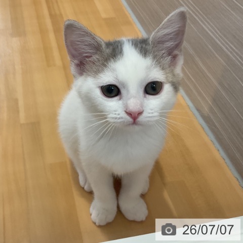 山形県のスコティッシュフォールド (ペットプラス 天童店/2026年4月23日生まれ/女の子/ブルータビーホワイト)の子猫の3枚目の画像