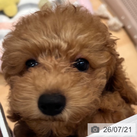 神奈川県のトイプードル(トイ) (ペットプラス 海老名店/2026年4月22日生まれ/男の子/レッド)の子犬の4枚目の画像