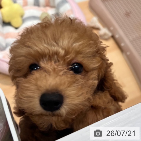 神奈川県のトイプードル(トイ) (ペットプラス 海老名店/2026年4月22日生まれ/男の子/レッド)の子犬の3枚目の画像
