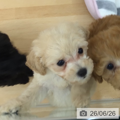 青森県のトイプードル(トイ) (ペットプラス 青森浜田店/2026年4月22日生まれ/男の子/クリーム)の子犬の4枚目の画像