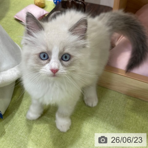 千葉県のラグドール (ペットプラス 幕張新都心店/2026年4月9日生まれ/男の子/ブルーポイントバイカラー)の子猫の3枚目の画像