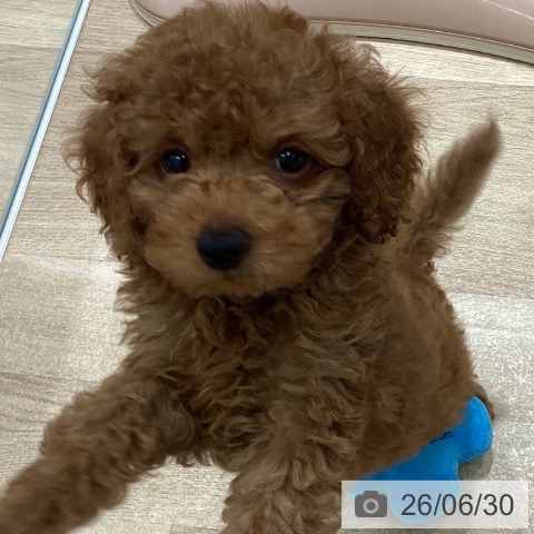 宮城県のトイプードル(トイ) (ペットプラス 名取店/2026年4月20日生まれ/男の子/レッド)の子犬の3枚目の画像