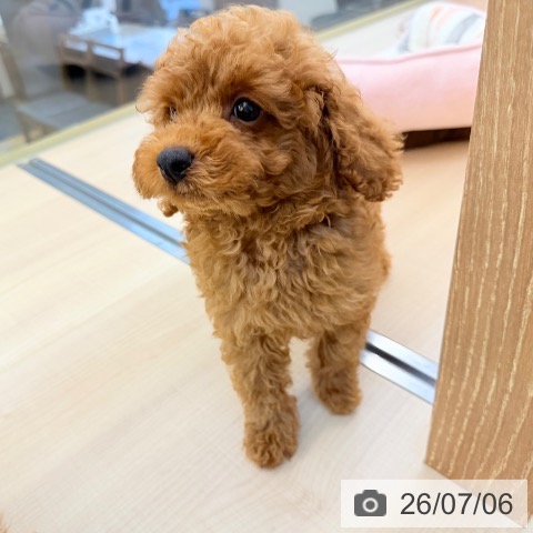 東京都のトイプードル(トイ) (ペッツワン 南砂町SUNAMO店/2026年4月20日生まれ/男の子/レッド)の子犬の3枚目の画像
