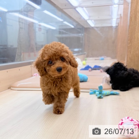東京都のトイプードル(トイ) (ペッツワン 南砂町SUNAMO店/2026年4月20日生まれ/男の子/レッド)の子犬の3枚目の画像
