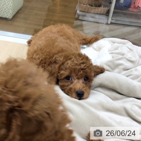 福島県のトイプードル(トイ) (ペットプラス 福島店/2026年4月21日生まれ/男の子/レッド)の子犬の4枚目の画像
