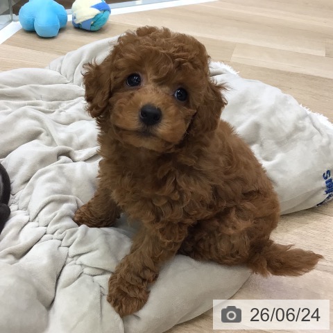 福島県のトイプードル(トイ) (ペットプラス 福島店/2026年4月21日生まれ/男の子/レッド)の子犬の3枚目の画像