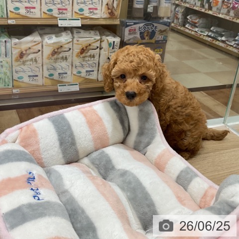 長野県のトイプードル(トイ) (ペットプラス 長野店/2026年4月22日生まれ/男の子/レッド)の子犬の3枚目の画像