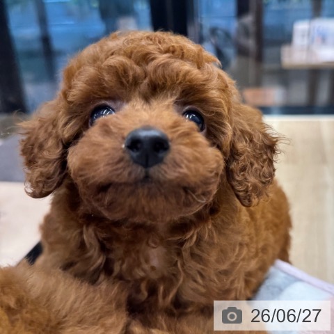 神奈川県のトイプードル(トイ) (ペットプラス 武蔵小杉店/2026年4月23日生まれ/男の子/レッド)の子犬の4枚目の画像