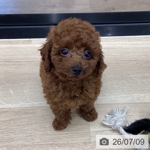 神奈川県のトイプードル(トイ) (ペットプラス 武蔵小杉店/2026年4月23日生まれ/男の子/レッド)の子犬の4枚目の画像