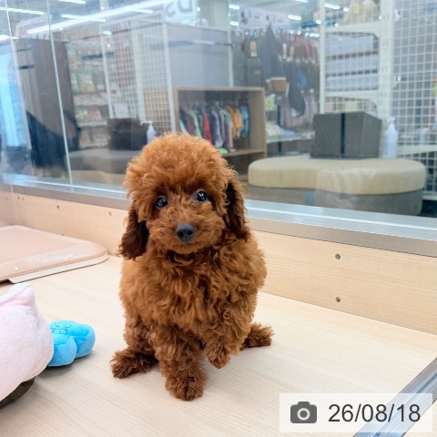 東京都のトイプードル(トイ) (ペッツワン 南砂町SUNAMO店/2026年4月23日生まれ/男の子/レッド)の子犬の3枚目の画像