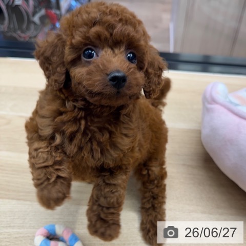 神奈川県のトイプードル(トイ) (ペットプラス 武蔵小杉店/2026年4月23日生まれ/男の子/レッド)の子犬の3枚目の画像