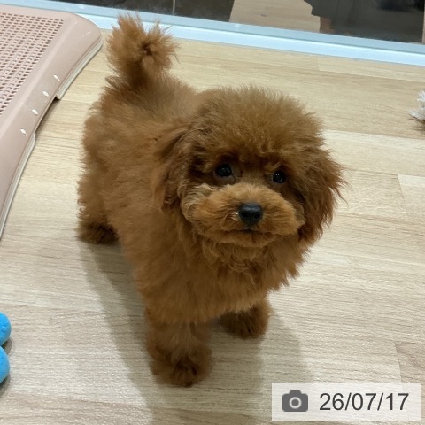 宮城県のトイプードル(トイ) (ペットプラス 名取店/2026年4月22日生まれ/男の子/レッドフォーン)の子犬の3枚目の画像