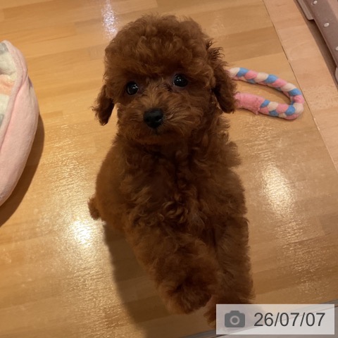 山形県のトイプードル(トイ) (ペットプラス 天童店/2026年4月22日生まれ/女の子/レッドフォーン)の子犬の4枚目の画像