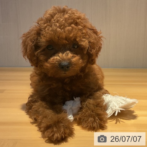 山形県のトイプードル(トイ) (ペットプラス 天童店/2026年4月22日生まれ/女の子/レッドフォーン)の子犬の3枚目の画像