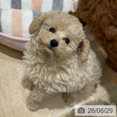 長野県のトイプードル(トイ) (ペットプラス 須坂店/2026年4月22日生まれ/女の子/クリーム)の子犬の4枚目の画像