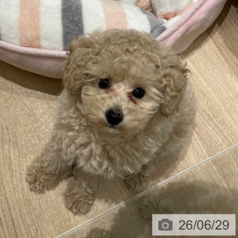 長野県のトイプードル(トイ) (ペットプラス 須坂店/2026年4月22日生まれ/女の子/クリーム)の子犬の3枚目の画像