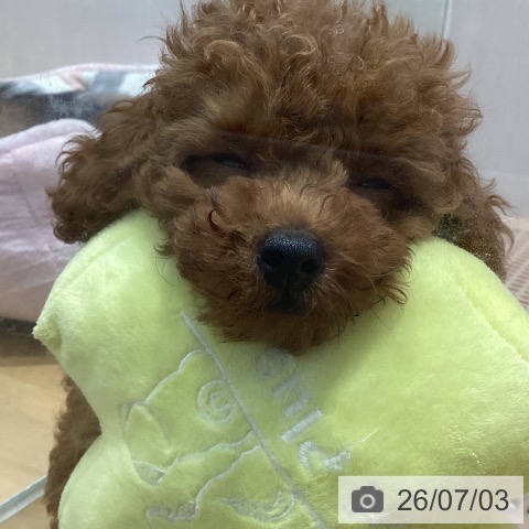 山梨県のトイプードル(トイ) (ペットプラス 甲府昭和店/2026年4月23日生まれ/男の子/レッド)の子犬の3枚目の画像