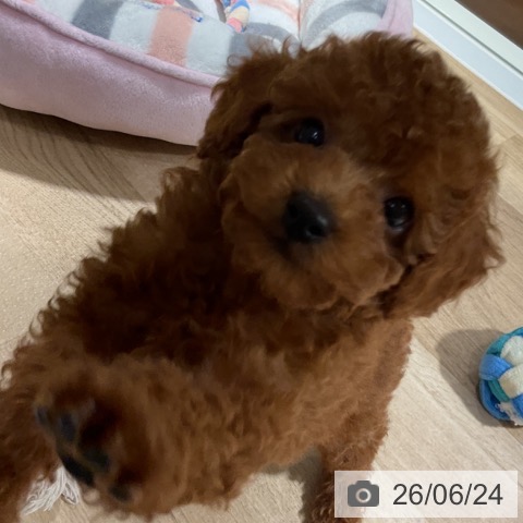 神奈川県のトイプードル(トイ) (ペットプラス 湘南平塚店/2026年4月23日生まれ/男の子/レッド)の子犬の3枚目の画像