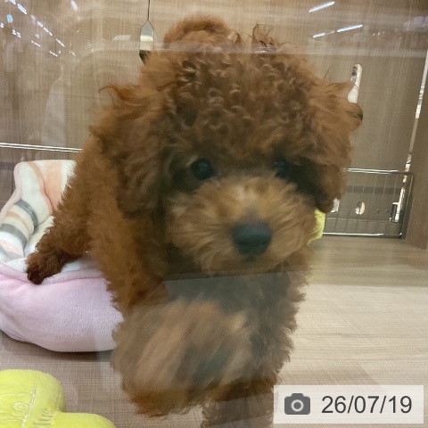 神奈川県のトイプードル(トイ) (ペッツワン 横須賀久里浜店/2026年4月23日生まれ/男の子/レッド)の子犬の4枚目の画像