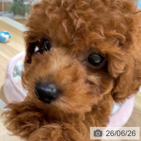 神奈川県のトイプードル(トイ) (ペットプラス 湘南平塚店/2026年4月23日生まれ/男の子/レッド)の子犬の3枚目の画像
