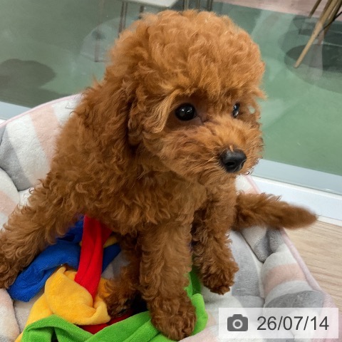 埼玉県のトイプードル(トイ) (ペットプラス 上尾店/2026年4月23日生まれ/男の子/レッド)の子犬の4枚目の画像
