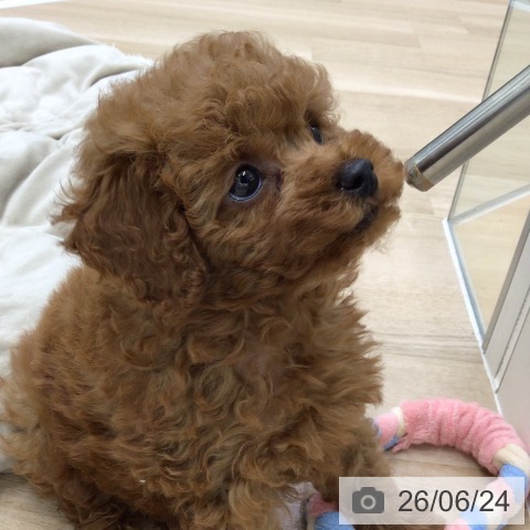福島県のトイプードル(トイ) (ペットプラス 福島店/2026年4月23日生まれ/男の子/レッド)の子犬の4枚目の画像