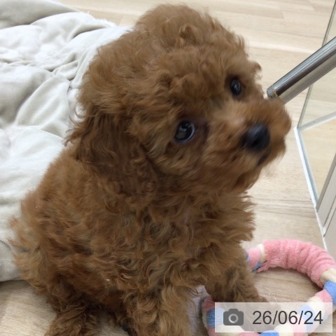 福島県のトイプードル(トイ) (ペットプラス 福島店/2026年4月23日生まれ/男の子/レッド)の子犬の3枚目の画像