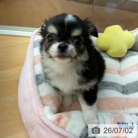 埼玉県のチワワ(ロング) (ペットプラス 浦和美園店/2026年4月18日生まれ/女の子/ブラックタンホワイト)の子犬の3枚目の画像