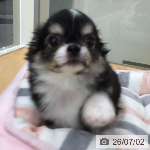 チワワの写真