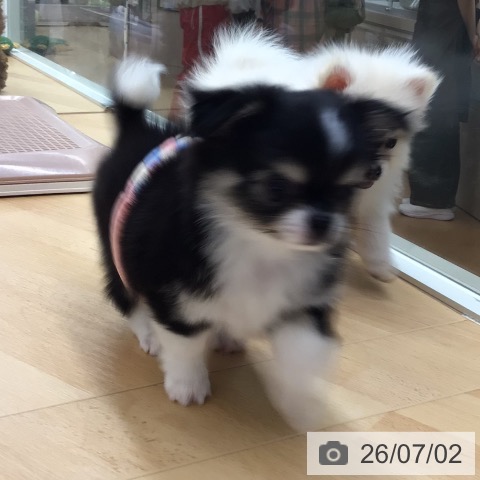 チワワの写真