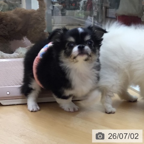 チワワの写真