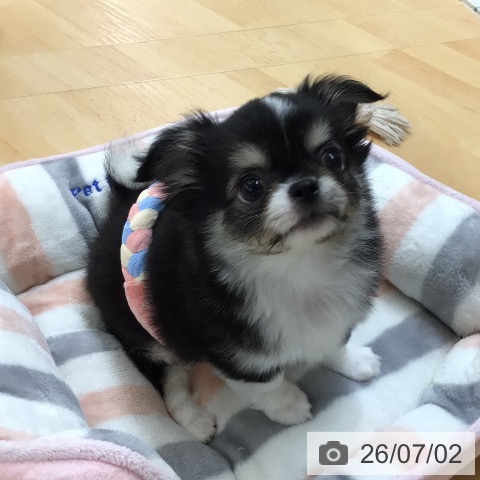 チワワの写真