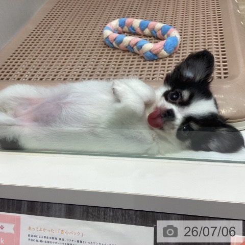チワワの写真
