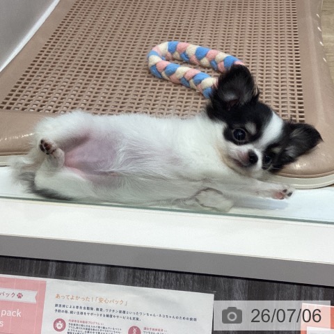 チワワの写真