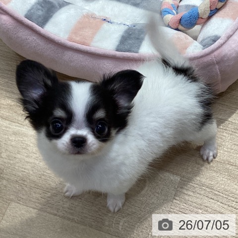 チワワの写真