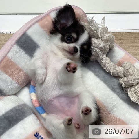 神奈川県のチワワ(ロング) (ペットプラス 座間店/2026年4月21日生まれ/女の子/ホワイトブラックタン)の子犬の4枚目の画像