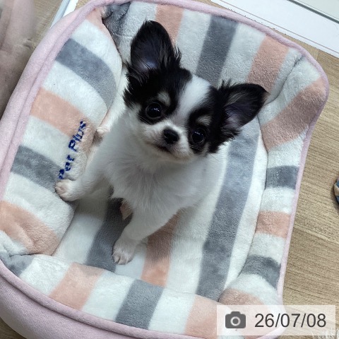 神奈川県のチワワ(ロング) (ペットプラス 座間店/2026年4月21日生まれ/女の子/ホワイトブラックタン)の子犬の3枚目の画像