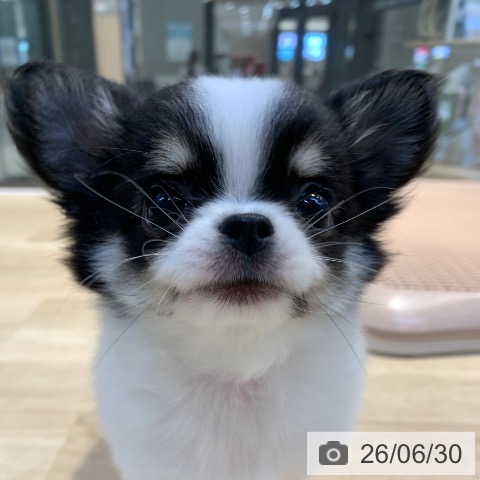 チワワの写真