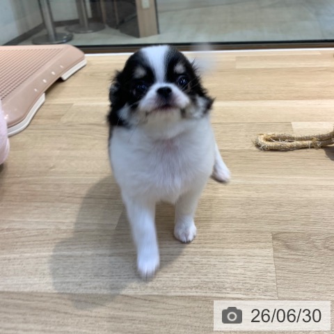 チワワの写真