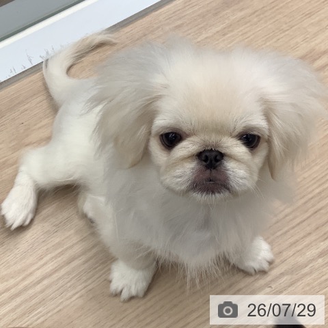 埼玉県のペキニーズ (ペットプラス 川口店/2026年4月11日生まれ/女の子/ホワイト)の子犬の4枚目の画像