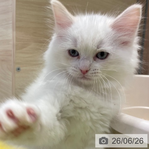 千葉県のラグドール (ペットプラス 幕張新都心店/2026年4月22日生まれ/男の子/クリームリンクスポイントバイカラー)の子猫の4枚目の画像