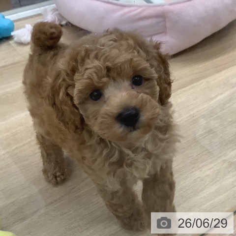 東京都のトイプードル(トイ) (ペットプラス 日の出店/2026年4月24日生まれ/男の子/アプリコット)の子犬の3枚目の画像