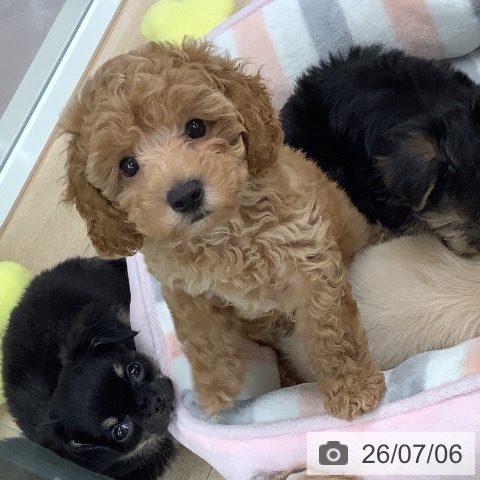 東京都のトイプードル(トイ) (ペットプラス 日の出店/2026年4月24日生まれ/男の子/アプリコット)の子犬の3枚目の画像