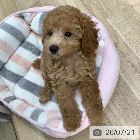 東京都のトイプードル(トイ) (ペットプラス 日の出店/2026年4月24日生まれ/男の子/アプリコット)の子犬の3枚目の画像