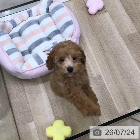 東京都のトイプードル(トイ) (ペットプラス 日の出店/2026年4月24日生まれ/男の子/アプリコット)の子犬の3枚目の画像